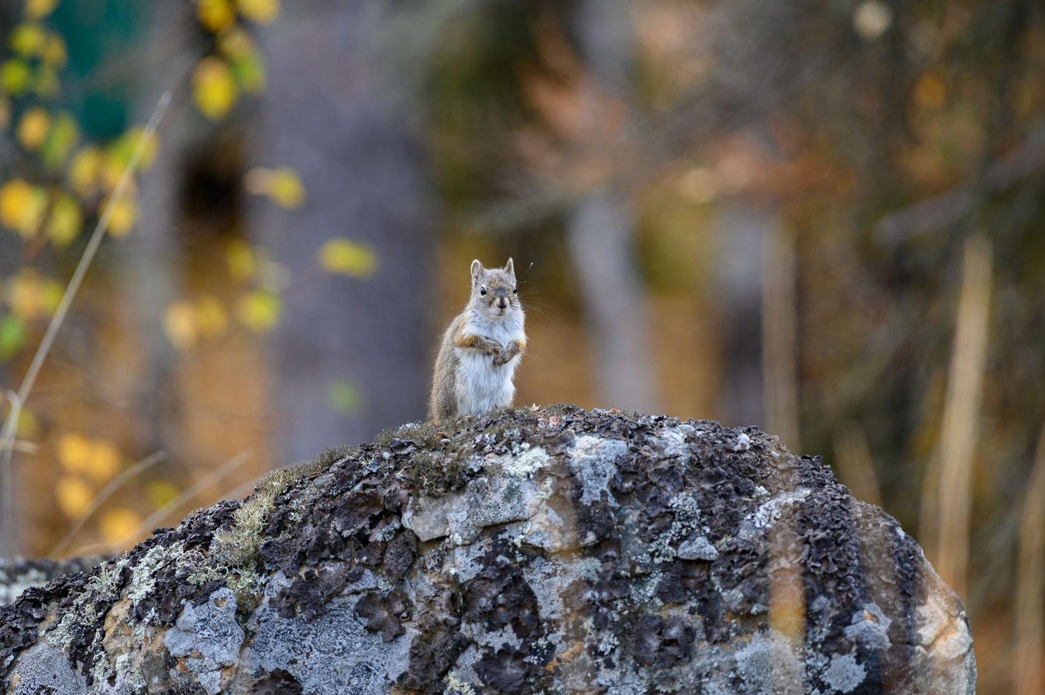 wildlife fall 2019 - Mark Jinks (3)